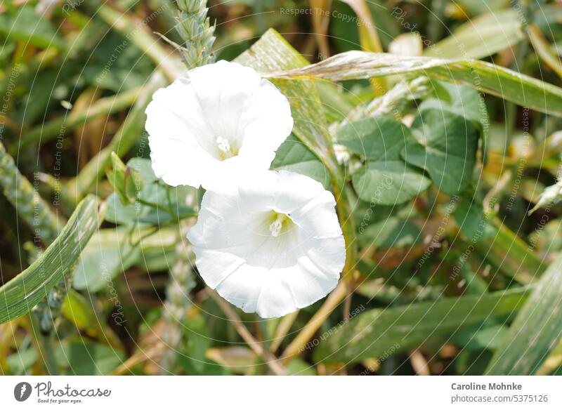 Zaunwinde im Kornfeld Kornblumen Blumen weiss trompetenförmig Natur Sommer Blüte Pflanze Farbfoto Blühend weiß Außenaufnahme blühen Nahaufnahme grün natürlich