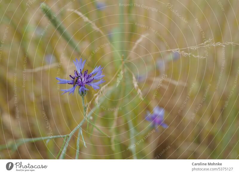 Blau lila Kornblume Kornblumen blau Feld Landwirtschaft Sommer Natur Pflanze Außenaufnahme Farbfoto Blume Blüte Umwelt grün Wildpflanze natürlich Blumenwiese