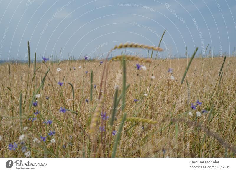 Bunte Blumen im Getreidefeld Korn bunt farbig Himmel blauer Himmel Feld Kornfeld Landwirtschaft Sommer Natur Ackerbau Nutzpflanze Ähren Lebensmittel Ernährung