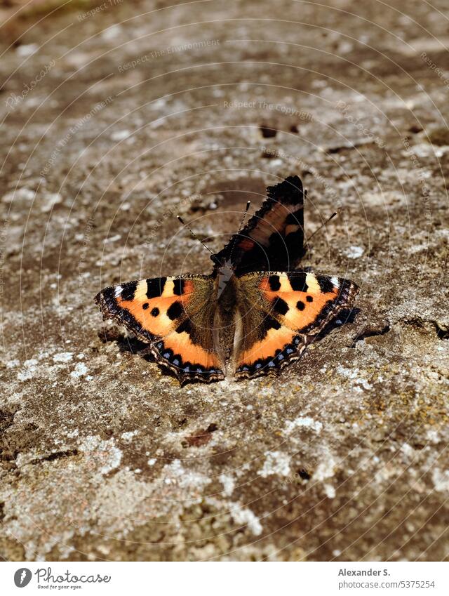 Zwei Schmetterlinge (Kleiner Fuchs) auf einer Mauer Insekten Tiere Nahaufnahme Natur Tierporträt Detailaufnahme Flügel Makroaufnahme