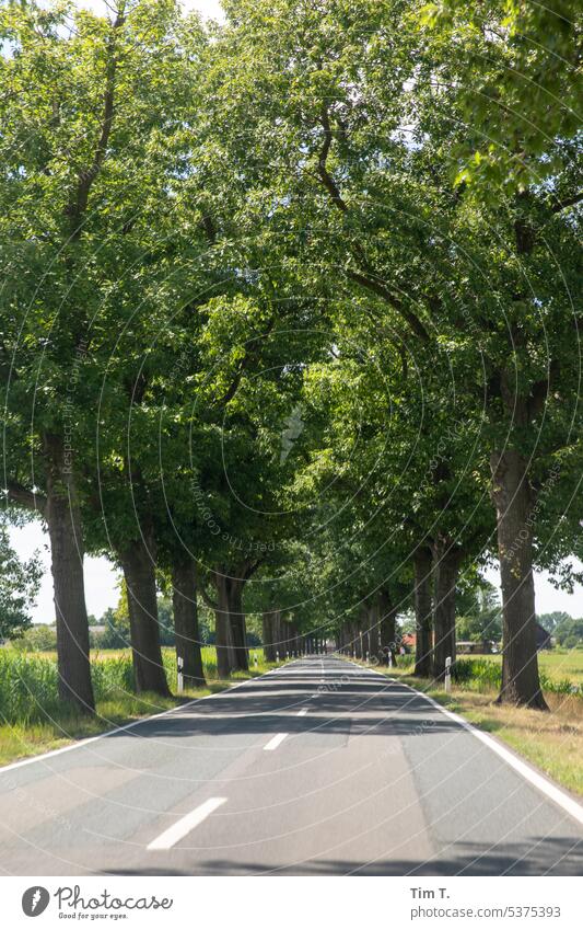 Sommerallee Brandenburg Allee Farbfoto Außenaufnahme Baum Menschenleer Tag Straße Landschaft Natur Landstraße Wege & Pfade Umwelt Verkehr fahren Verkehrswege