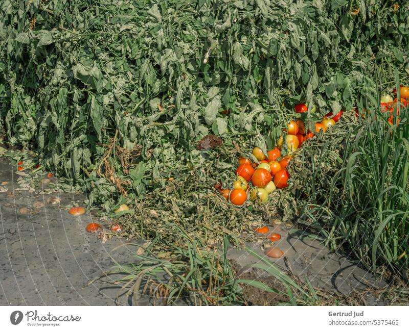 Tomatenentsorgung inmitten der Natur Landschaft Sommer Umwelt Wiese Gras grün Pflanze Menschenleer Müll Müllentsorgung Müllhalde Müllverwertung Biomüll Abfall