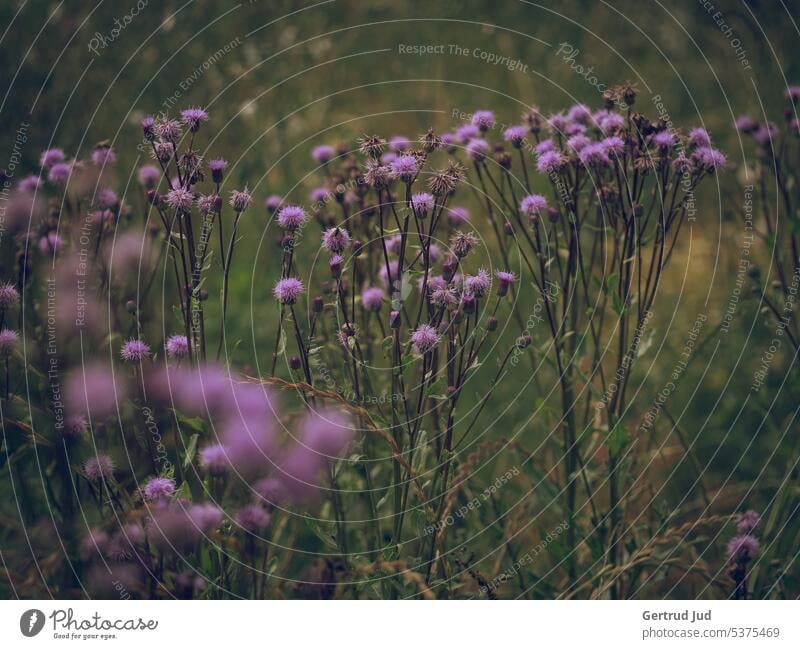 Wildblumenwiese im Sommer Blume Blumen und Pflanzen Farbe lila Wiese Natur Farbfoto natürlich Blühend Nahaufnahme Schwache Tiefenschärfe Hitze Wildpflanze