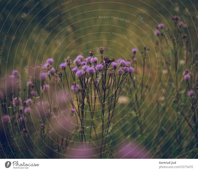 Sommerliche Wildblumenwiese Blume Blumen und Pflanzen Farbe lila Wiese Natur Blüte Farbfoto Garten Blühend natürlich Außenaufnahme Nahaufnahme Umwelt