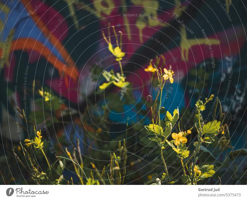 Wildblumen vor einer Graffitiwand Blumen und Pflanzen Natur Farbfoto Blüte Sommer Garten Außenaufnahme Blühend natürlich Nahaufnahme Umwelt Wiese