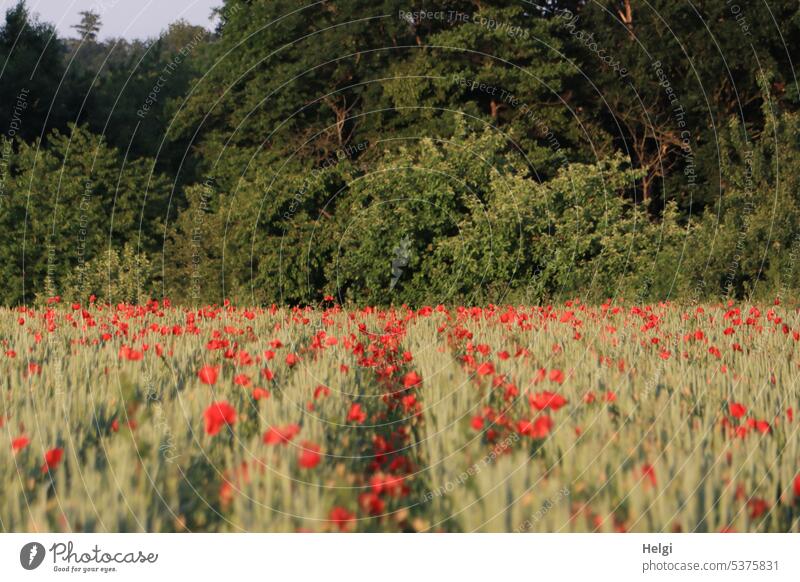 Klatschmohn im Weizenfeld Mohn Mohnblume Mohnblüte Klatschmohnblüte Reihe blühen wachsen Sommer Sommerblumen Feld Ackerbau Baum Strauch Natur Blüte Pflanze