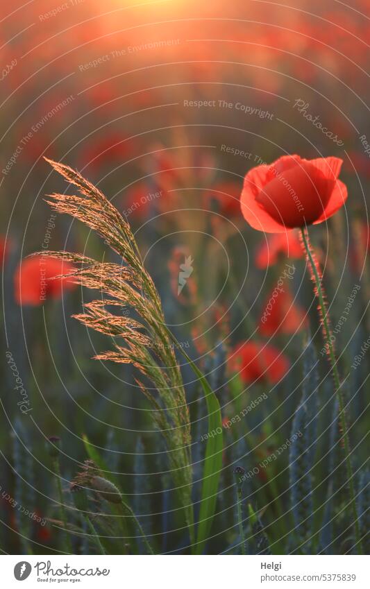 Klatschmohn und Gras in der Abendsonne Mohn Mohnblume Mohnblüte Klatschmohnblüte Weizen Weizenfeld Sonnenlicht Sonnenuntergang Abendstimmung leuchten Gegenlicht