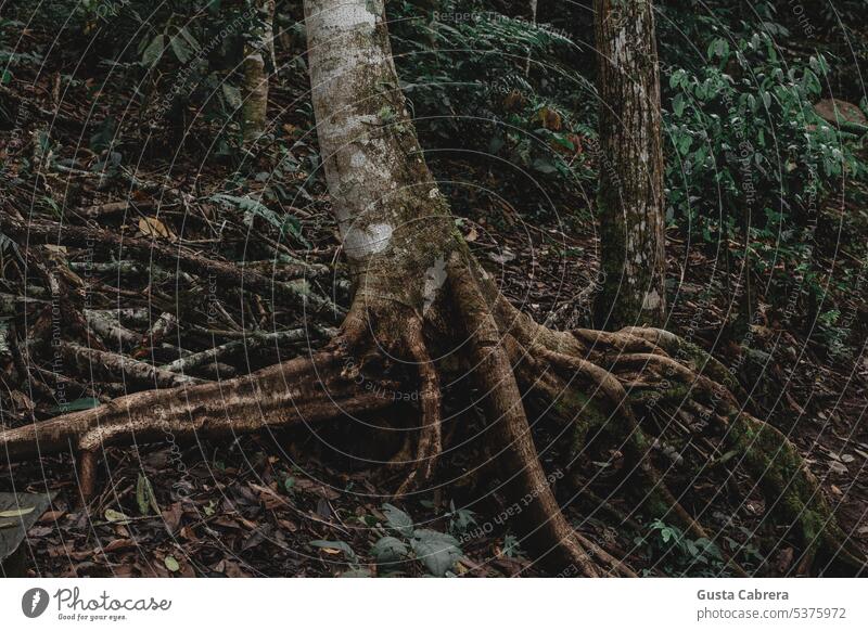 Wurzeln eines Baumes im peruanischen Dschungel. Peru Landschaft Natur grün Wald Außenaufnahme Farbfoto Pflanze Tag Baumstamm Umwelt Kofferraum Wachstum Blatt