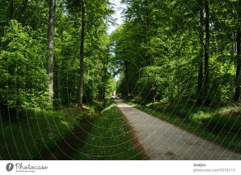 Weg durch einen Park entlang eines Wasserlaufs Wege & Pfade Bäume wanderweg Natur Erholung wandern Landschaft Spaziergang Wald ruhig Menschenleer Baum Umwelt