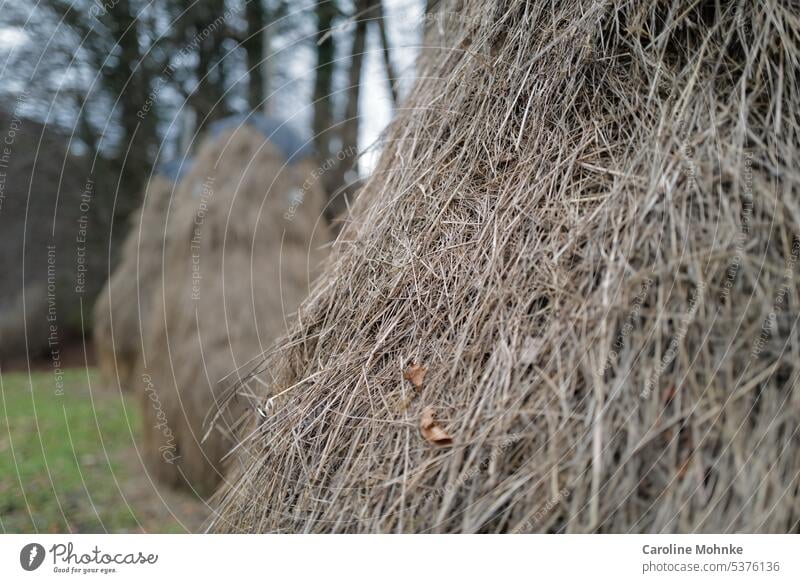 Detailaufnahme eines Heustockes Landwirtschaft Stroh Ernte Sommer Natur Landschaft Ackerbau ländlich Bauernhof Wiese landwirtschaftlich Saison im Freien Ernten