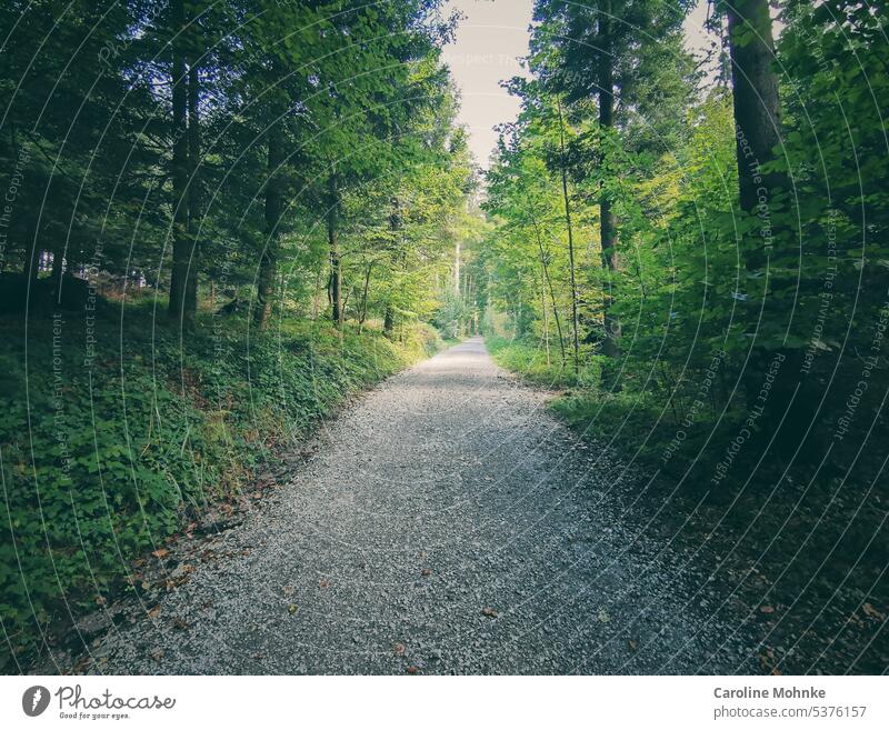 Einsamer Waldweg stimmung einsam Lichtung licht Sonne Sonnenlicht Erholung spazieren spaziergang Kiesweg Landschaft freizeit Natur Urlaub Reise Ferien Sommer