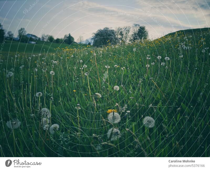 Pusteblumen- und Löwenzahnwiese pusteblumen Pflanze Natur Makroaufnahme Frühling Samen Detailaufnahme Schwache Tiefenschärfe Nahaufnahme zart Leichtigkeit