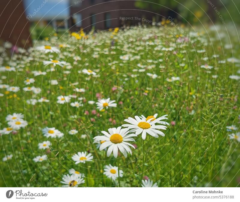 Sommerliche Blumenwiese Wiese Natur Grün natürlich pflanze Nahaufnahme Detailaufnahme wachsen bluete blühen Garten leben Blätter Blüten Fahne Blühend weiss