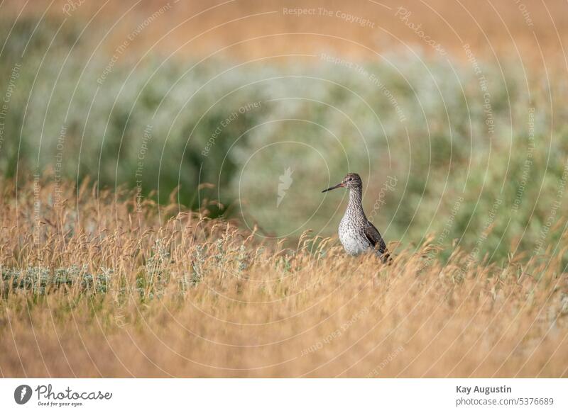 Rotschenkel in den Salzwiesen Rotschenkel in den Wiesen Tringa totanus Schnepfenvögel Scolopacidae Brutvogel am Wattenmeer Rotschenkel gut getarnt