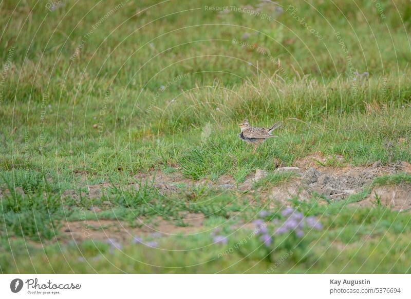 Haubenlerche in den Feuchtwiesen Feldlerche Alauda arvensis Kurzzehenlerche Lerchen Alaudidae Heidelerche Lullula arborea Vogel Standvögel Sperlingvogel