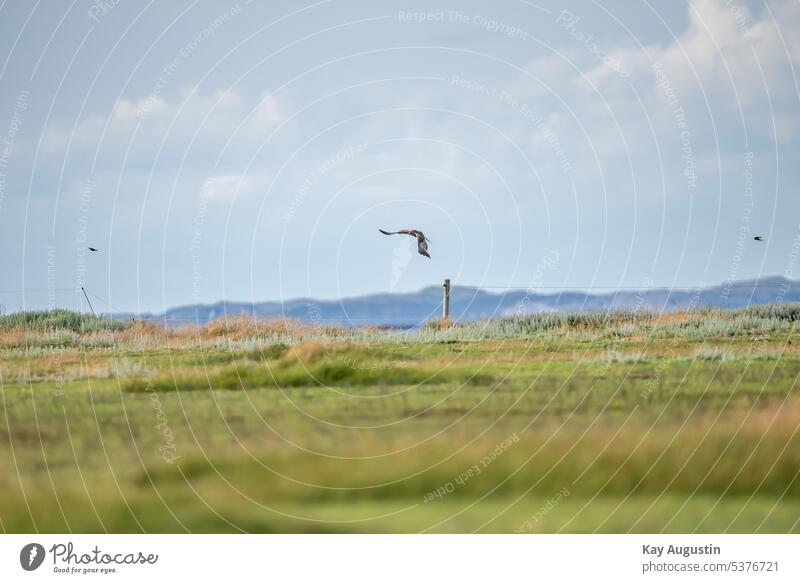 Männliche Rohrweihe im Flug Vogelflug Flügel Vogel im Flug Natur Wildvogel Tierwelt Spannweite Vogelbeobachtung Geschwindigkeit Himmel Außenaufnahme Greifvogel