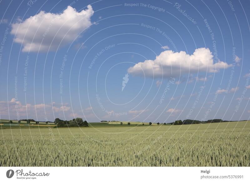 Felder mit unreifem Weizen, Bäume und Wölkchen am blauen Himmel Landschaft Natur Landwirtschaft Ackerbau Weizenfeld Baum Strauch Wolken Idylle schönes Wetter