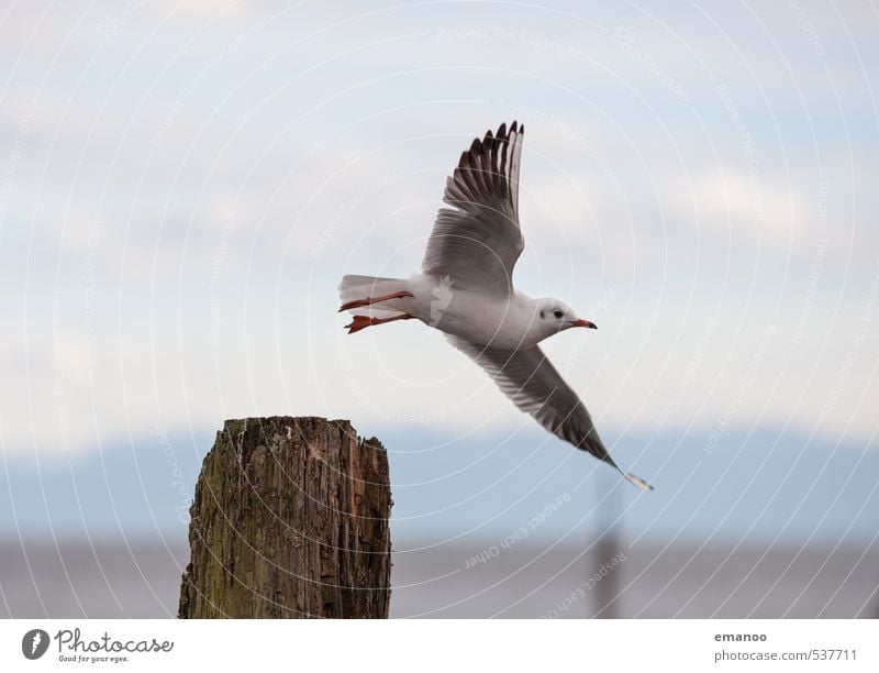 Abflug Ferne Freiheit Umwelt Natur Landschaft Tier Luft Himmel See Vogel Flügel 1 fliegen Blick hoch Geschwindigkeit seemöwe Möwe Feder immenstaad Hafen