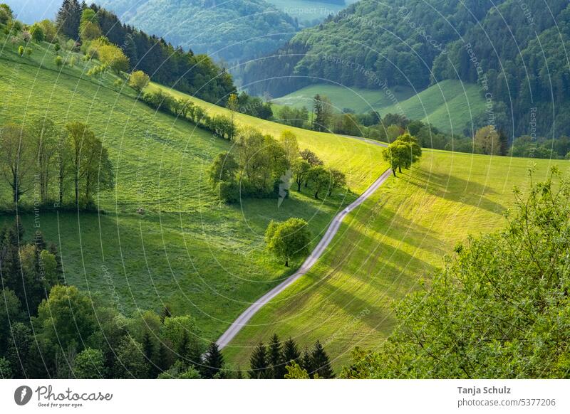 Sonnenaufgang in grünen Hügeln Frühling Landschaft Baum Farbfoto Natur Morgen Wiese Menschenleer