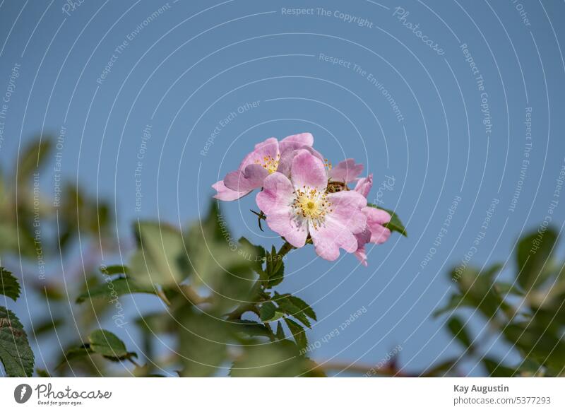 Hunds Rose in der Blütezeit Rosa canina Heckenrose Heiderose Hagrose Hundsrosen Caninae Blüten Rosengewächse Rosaceae Heckenpflanze Pflanzen Strauch Natur