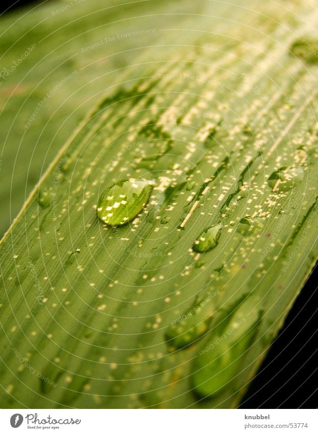 regen Blatt Wassertropfen Regen gold Makroaufnahme Nahaufnahme Detailaufnahme