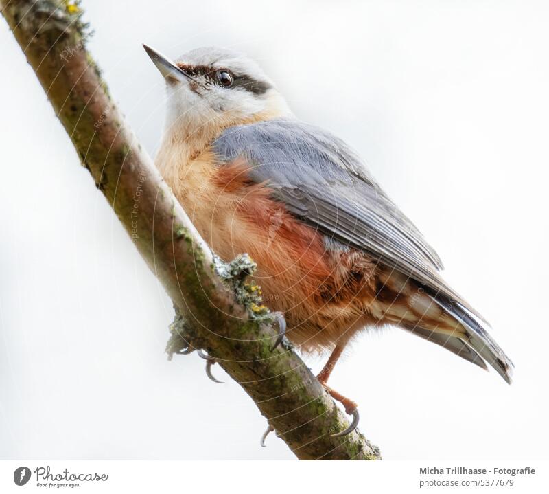 Kleiber auf einem Ast Sitta europaea Vogel Tier Wildtier Wildvogel Kopf Tiergesicht Flügel Schnabel Auge Krallen Feder gefiedert Blick beobachten nah natürlich