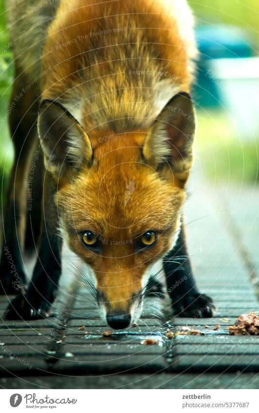 Der Fuchs ißt vulpes vulpes fuchs rotfuchs tier wildtier jungfuchs vorsicht wachsamkeit direkt neugier garten ohren frontal begegnung park fell gesicht