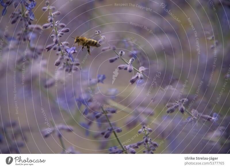 Biene im Anflug auf die Blüten der Blauraute blühen erblühen Sommer Nektar fliegen Insekt bienenfreundlich bienenfreundliche Pflanze lila blau