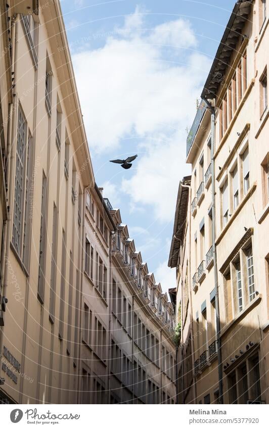 Vogel, der durch die Straßen von Lyon fliegt Taube fliegen Himmel bewölkter Himmel Freiheit Himmel zwischen den Häusern Haus lebend allein einsamer Vogel Flügel