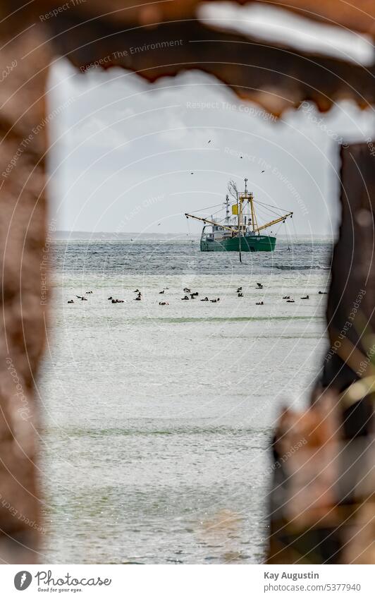 Miesmuschel Kutter im Wattenmeer Muschelkutter Fischerei Nordsee Insel Sylt Amrum Nordseeküste Schiff Nordseeinsel Ausleger Enten Eiderenten Gewerbe