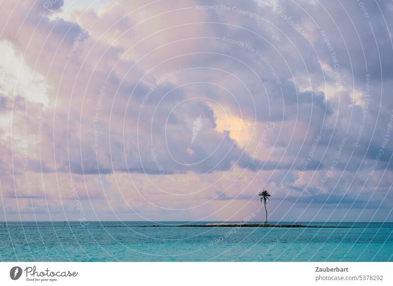 Einsame Palme steht auf einer kleinen Insel am Horizont, davor das Meer und darüber ein Abendhimmel einsam Himmel Wasser blau türkis Reisen Urlaub Erholung