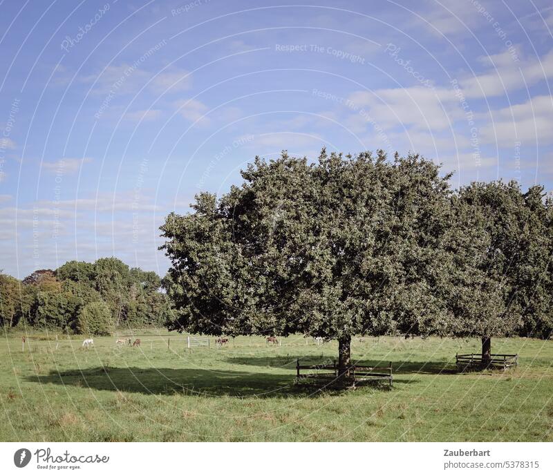 Zwei Bäume werfen Schatten auf der Wiese, darüber wölbt sich der Himmel Wiesen Paar Zwilling Natur Landschaft schön Sonne Wolken Baum Umwelt grün