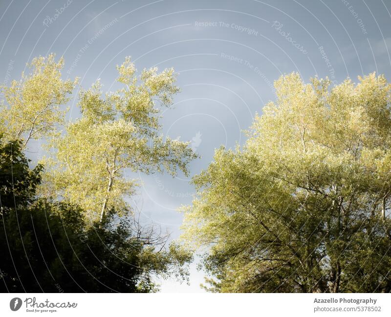 Schöne Bäume mit dramatischem Himmel nach dem Regen. Allergie Atmosphäre Hintergrund schön Schönheit Blüte Ast Blütenknospen Ruhe Wolken Tag Ökologie Umwelt