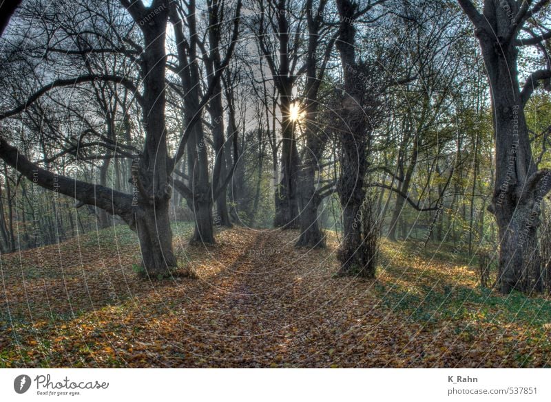 Morgenstimmung im Wald. Landwirtschaft Forstwirtschaft Natur Landschaft Pflanze Sonnenaufgang Sonnenuntergang Sonnenlicht Herbst Schönes Wetter Baum Blatt