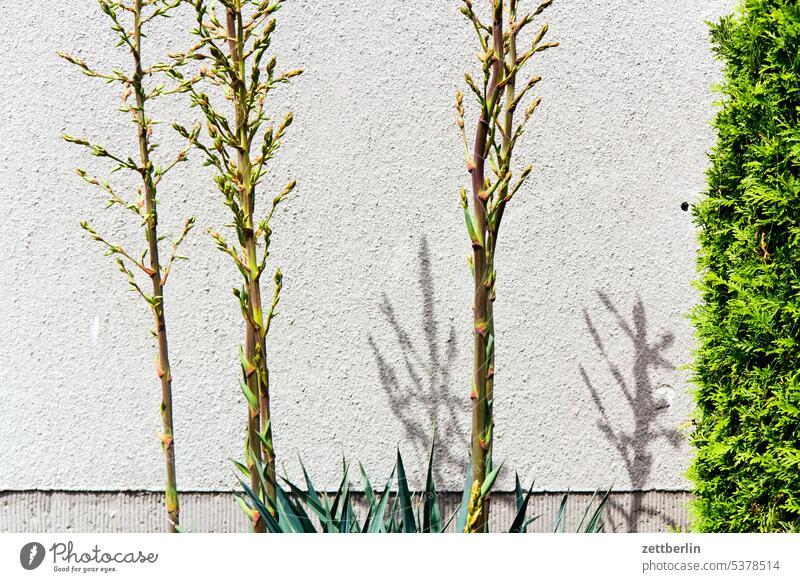 Exotische Pflanzen ast blühen blüte erholung erwachen ferien frühjahr frühling frühlingserwachen garten hecke kleingarten kleingartenkolonie knospe menschenleer