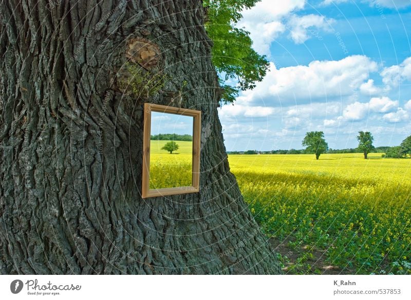 Spiegel der Natur. Landwirtschaft Forstwirtschaft Gemälde Landschaft Pflanze Himmel Wolken Frühling Sommer Schönes Wetter Baum Nutzpflanze Raps Feld Dorf