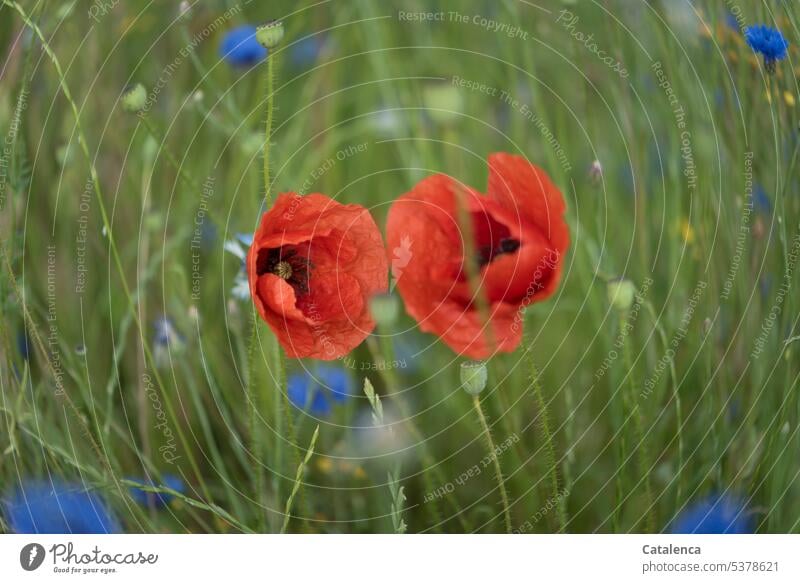 Schon wieder Mohntag Rot Grün Klatschmohn Blütenblätter Natur blühen Garten Blume Pflanze Flora verblühen Gras Wiese Tag Tageslicht Kornblumen duften wachsen