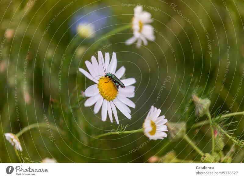 Grüner Steinbockkäfer aufder Blüte einer Margarite krabbeln verblühen Tier insekt Pflanze Fauna Flora Natur Umwelt Tag Tageslicht Garten Blume duften Weiß