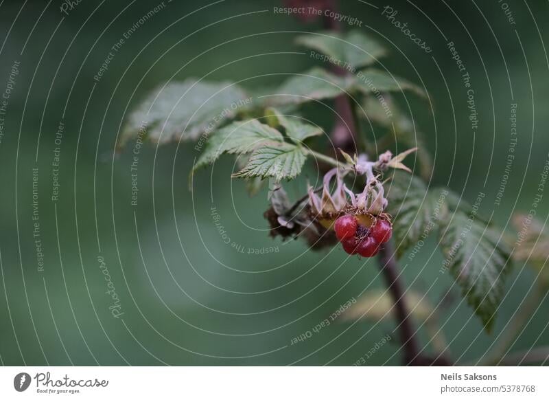 Wilde Himbeeren. Sommer Vitamin Vegetarier Lebensmittel Frucht rot Ast natürlich frisch Natur Pflanze Garten reif Saison organisch Ernte Buchse süß wachsend