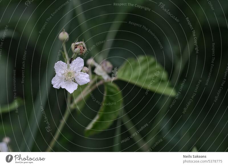 Brombeerblüte und -knospen Brombeeren Hintergrund schön Überstrahlung Blüte Botanik Baum Ast hell Haufen Buchse Nahaufnahme bunt essbar Immergrün Flora geblümt