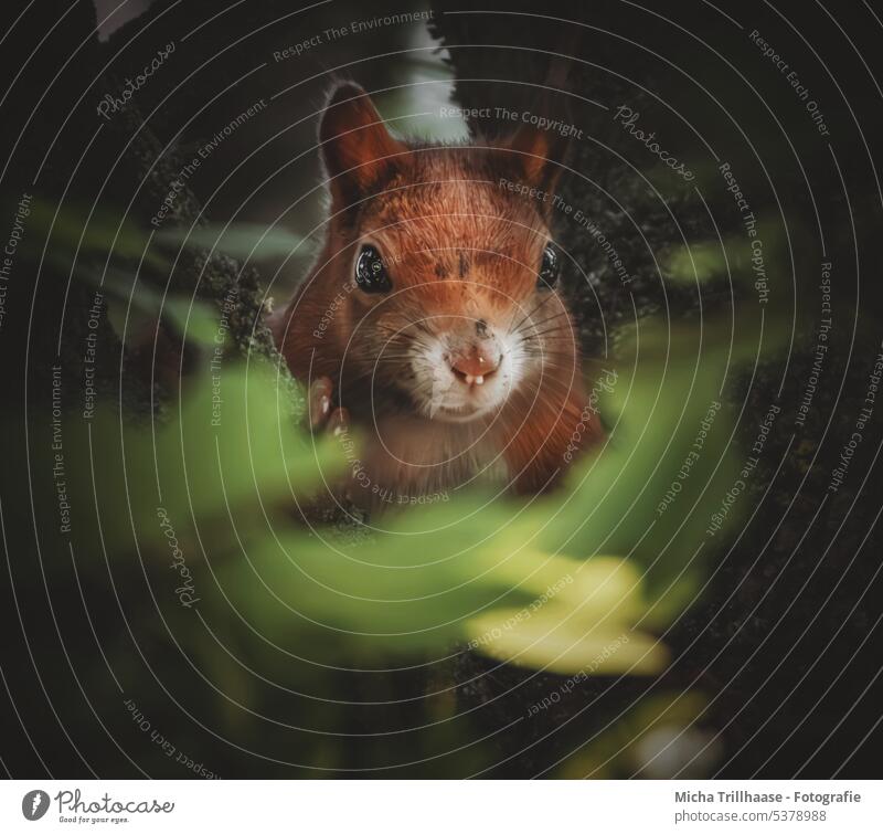 Eichhörnchen versteckt im Baum Sciurus vulgaris Tiergesicht Kopf Auge Nase Ohr Maul Krallen Pfote Fell Nagetiere Wildtier Natur beobachten neugierig schauen