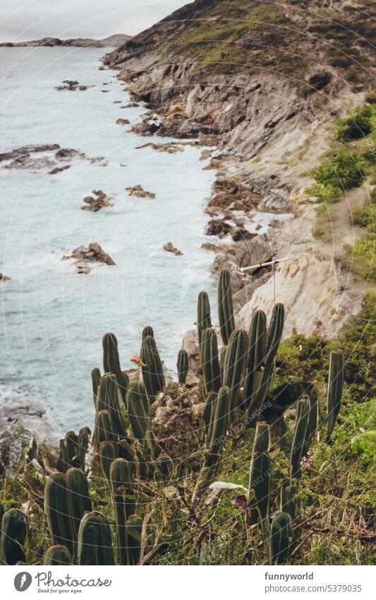 Kakteen an einer schroffen Küste am Meer Natur Landschaft Küstenlandschaft Schroff Felsen Küstenlinie Sukkulenten Kakteenlandschaft Meeresküste Küstenschönheit