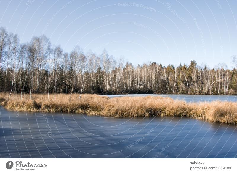 Herbstliche Moorlandschaft, Riedsee mit Schilfinsel, das Wasser ist leicht gefroren See Insel Natur Landschaft Sumpf Menschenleer ruhig Farbfoto Pflanze Gras