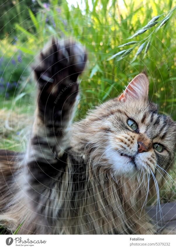 Meine Katze streckt ihre Pfote in die Höhe und ruft "He, gib mir fünf!" Na da schlag ich doch ein! Fell Langhaarige Katze fluffig Haustiere Rassekatze