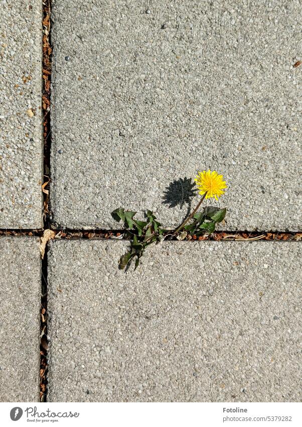 Ein Löwenzahn blüht zwischen Steinplatten. Die Blume badet im Sonnenschein und wirft einen Schatten auf das Grau der Steinfliesen. Natur Sommer Pusteblume Blatt