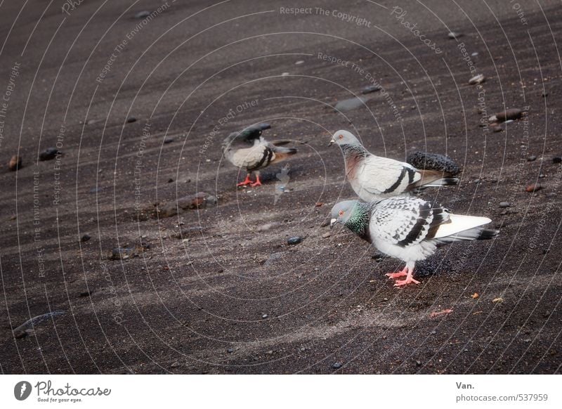 Strandspaziergang Natur Tier Küste Teneriffa Wildtier Vogel Taube 3 grau Sand Farbfoto mehrfarbig Außenaufnahme Menschenleer Textfreiraum links Tag Kontrast