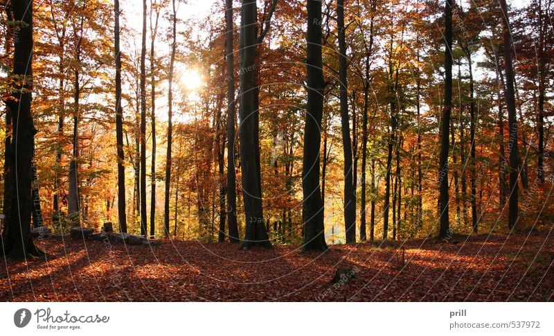 evening forest Natur Landschaft Pflanze Herbst Schönes Wetter Baum Sträucher Blatt Wald Holz natürlich braun gelb grün rot friedlich ruhig Erholung Idylle