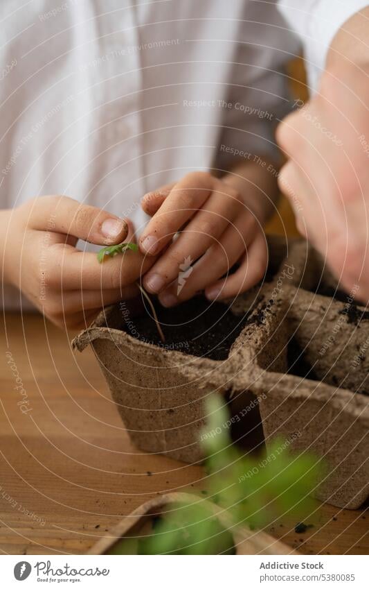 Unbekanntes Kind steht am Tisch mit Setzlingen Frau Gärtner Pflanze Boden Aussaat Person Arbeit vorbereiten Prozess tagsüber Topf Garten Samen sitzen Tageslicht