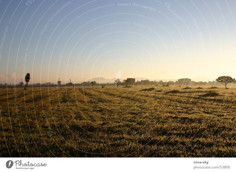 sonnenmorgen Sonnenaufgang Baum Wiese Nebel Haus Mallorca Wolken braun Gras Sträucher Himmel Landschaft campos blau Stimmung