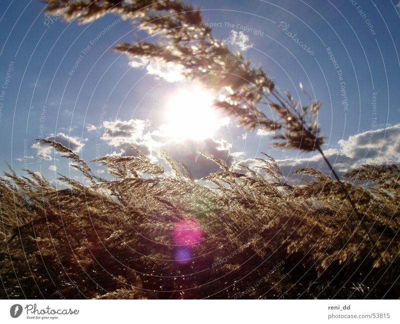 Lichtblick Kornfeld Wolken Luft Gras Himmel Sonne Freiheit Bewegung Wind